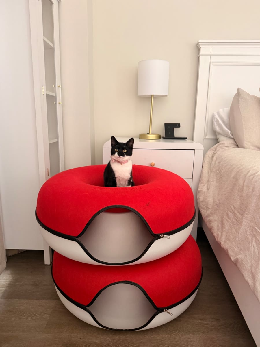 Tuxedo kitten sitting in a stacked red and white cat bed