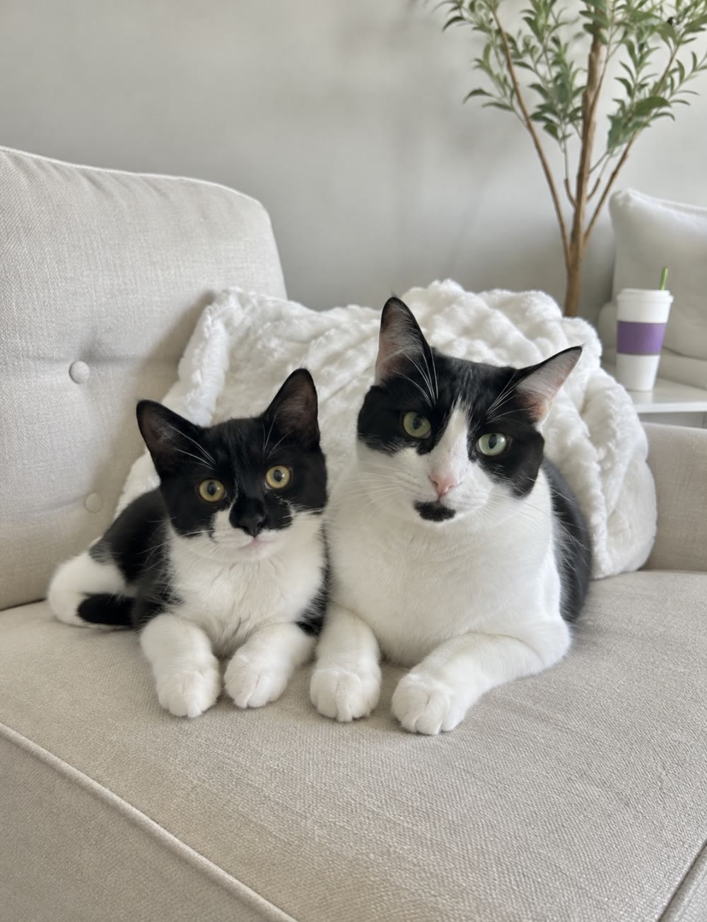 Ollie and Millie, two tuxedo cats, sitting together on a sofa